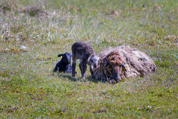 A sheep grazes and lies on a meadow with its two lambsin the afternoon sun, one of lambs stands