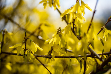 Spring blossoming forsythia with soft focus and blurry.