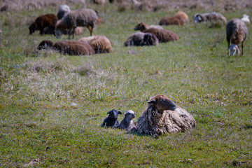 A sheep grazes and lies on a meadow with its two lambs in the afternoon sun next to others sheeps