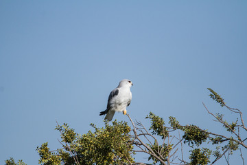 Black Winged Kite on a tree