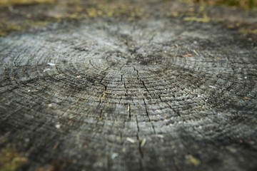 Wooden texture with cracks on the old stump close up for a natural abstract background.