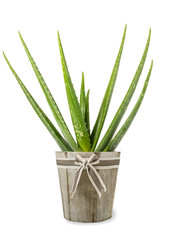 Aloe vera