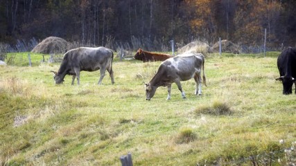 Cattle Grazing in a Rural Pasture in Georgian Republic