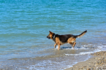 German shepherd playing with sea waves on the shore of the blue sea