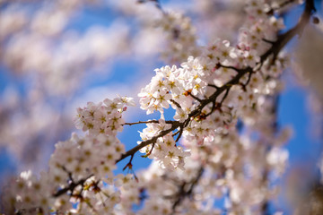 Fototapeta premium Blossoming apple trees orchard in garden and park during springtime, Prague, Czech republic