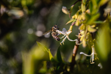 Worker bee  is collect the nectar from flowering honeysuckle, closeup