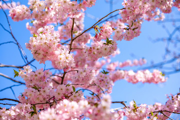 Pink sakura flowers with clear blue sky on background. Blooming cherry tree or East Asian cherry in Spring, Prague, Czech Republic