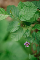 Rubus odoratus plant. Purple-flowered Raspberry or Virginia raspberry.
