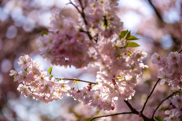 Pink sakura flowers with clear blue sky on background. Blooming cherry tree or East Asian cherry in Spring, Prague, Czech Republic