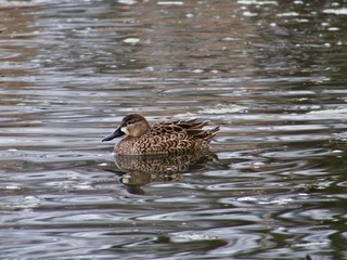 female teal 2