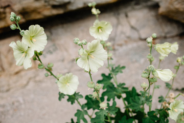 Blooming mallow. Beautiful flowers of yellow mallow on the background of rocks