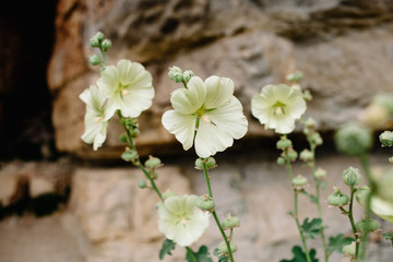 Blooming mallow. Beautiful flowers of yellow mallow on the background of rocks