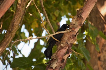 Wildlife in PR