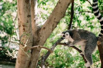 Lemur primate in the cage free park sitting on the tree