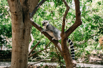 Lemur primate in the cage free park sitting on the tree