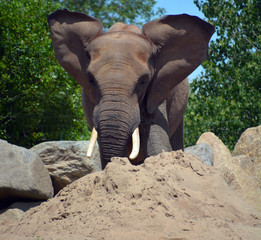 African elephants are elephants of the genus Loxodonta. The genus consists of two extant species:...