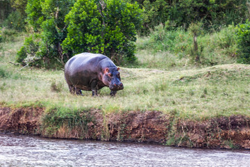 Huge hippo grazes