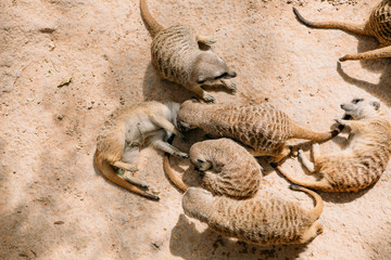 Obraz na płótnie Canvas Group of meerkats wrestling on the ground in the daytime