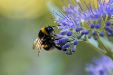 Hummel mit blauer Blume / Blüte