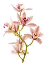 Boat orchid