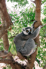 Lemur primate in the cage free park sitting on the tree