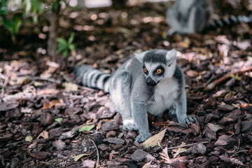 Lemur primate in the cage free park sitting on the ground