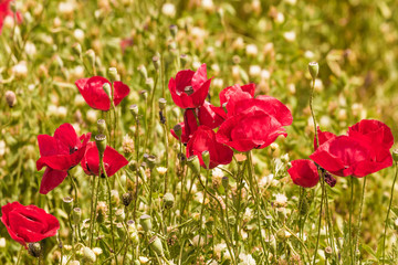 Spring in Israel