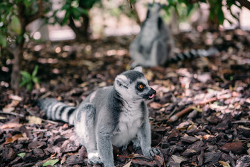 Lemur primate in the cage free park sitting on the ground