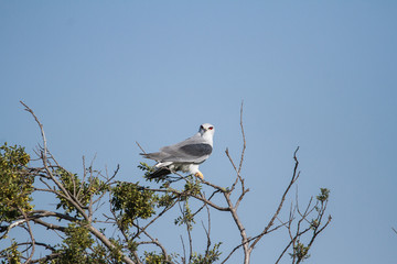 Black Winged Kite playing on a tree