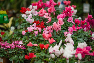 spring flowers in pots on the shelf of a flower shop