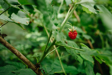 A single raspberry berry on a raspberry bush. Green foliage in bokeh