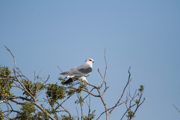 Black Winged Kite playing on a tree