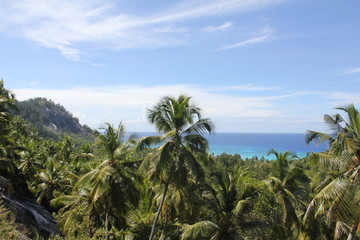 Fototapeta na wymiar seychelles private island beach palm tree indian ocean