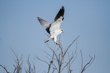 Black Winged Kite playing on a tree