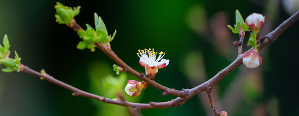 spring and blooming trees	