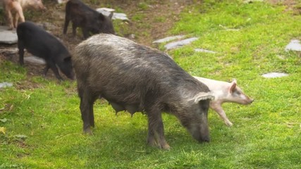 Yong Sow Eating Grass at Svan Village in Georgian Republic