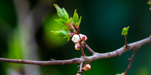 spring and blooming trees	