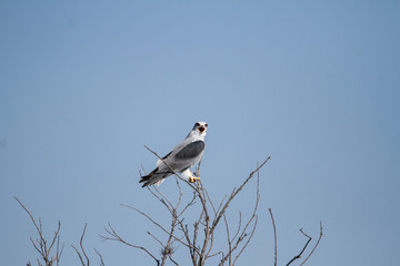 Black Winged Kite playing on a tree