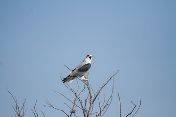 Black Winged Kite on a tree