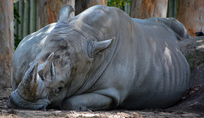 The white rhinoceros or square-lipped rhinoceros is the largest extant species of rhinoceros.  It has a wide mouth used for grazing and is the most social of all rhino species © Daniel Meunier