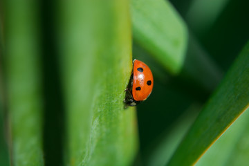 Ladybug sitting in green leaves