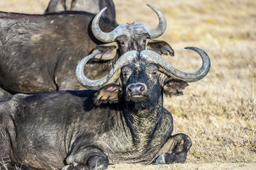 Powerful horns