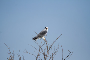 Black Winged Kite on a tree