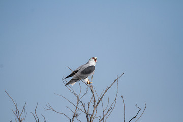 Black Winged Kite on a tree