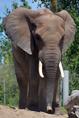 African elephants are elephants of the genus Loxodonta. The genus consists of two extant species:...