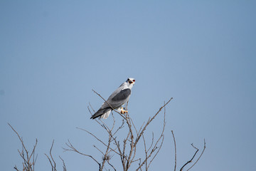 Black Winged Kite on a tree