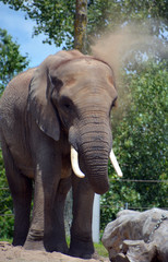 African elephants are elephants of the genus Loxodonta. The genus consists of two extant species:...