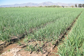 Arizona green onion field