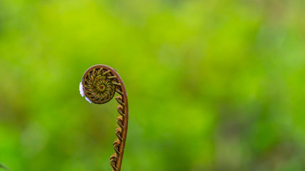closeup of young curly fern bud with blurred background