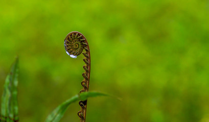 closeup of young curly fern bud with blurred background